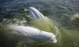 Des bélugas dans la baie d'Hudson, le 9 août 2022 au Canada