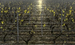 Un vignoble de Chablis à Maligny, près d'Auxerre, dans le nord de la France, le 20 avril 2017