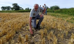 Un membre de l'Office français de la biodiversité (OFB) dans un champ affecté par la sécheresse intense dans le pays à Herzeele, dans le Nord, le 2 août 2022