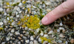 Joël Boustie, enseignant-chercheur à la faculté de pharmacie de Rennes, montre un lichen, le 26 mars 2021 à Rennes