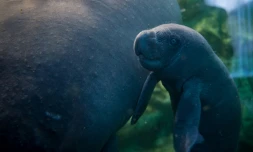 Un bébé lamentin, né il y a dix jours, nage aux côtés de sa mère dans le bassin du zoo de Beauval, le 15 mars 2017