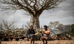 Les Sud-Africaines Annah Muvhali (g) et Cristina Ndou tiennent des fruits de baobab récoltés dans leur village de Muswodi Dipeni, près de Mutale dans la province du Limpopo, le 28 août 2018