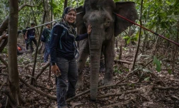 La scientifique Farina Othman à cÎté d'une éléphante de Bornéo aprÚs une opération de pose de colliers GPS dans la jungle de Bornéo, à Sukau, dans l'Etat de Sabah, le 24 août 2026 en Malaisie