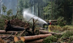 Un pompier asperge le sol d'eau le sol pour l'humidifier lors des opérations visant à contenir un incendie de forêt dans la réserve naturelle des Hautes Fagnes le 20 août 2026