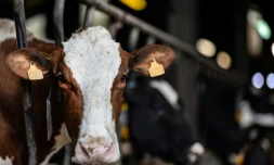 Une vache le 22 février 2024 dans un étable à Mahalon, dans l'ouest de la France