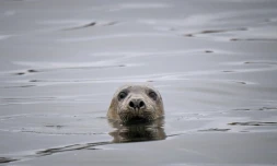 Un phoque gris près de l'île bretonne Rouzic, dans la réserve naturelle des Sept-Iles, le 7 juin 2021