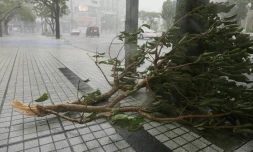 Une branche cassée au moment de l'arrivée du typhon Trami, à Naha, sur l'île d'Okinawa au Japon, le 29 septembre 2018