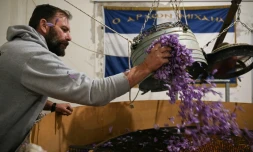 Un agriculteur sépare les pétales bleus et violets des stigmates du safran à l'aide d'une centrifugeuse dans un entrepôt du village de Krokos, près de Kozani, au nord-ouest de la Grèce, le 1er novembre 2024