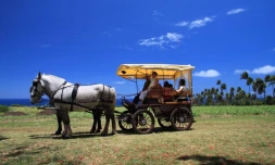 Calèche à Sainte-Suzanne