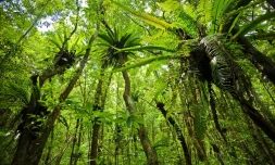Forêt de l'île de la Réunion