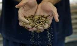 L'homme d'affaires koweĂŻtien Jassem Bouabbas montre des larves dans sa ferme au KoweĂŻt, le 20 mai 2021