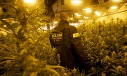 Un policier catalan dans une plantation illégale de marijuana à Martorell, près de Barcelone, le 6 octobre 2020