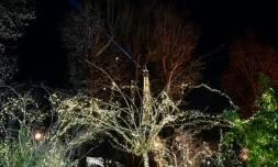 La tour Eiffel vue à travers des arbres décorés pour Noël, le 5 décembre 2016 à Paris