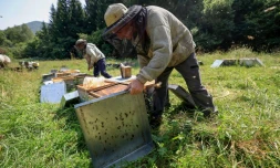 Des apiculteurs récoltent du miel à Saint-Ours, en Auvergne, le 20 août 2024