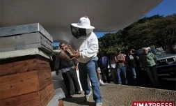 Les abeilles sont essentielles à l'environnement.