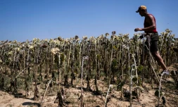 Un agriculteur italien inspecte un champ de tournesols grillée par la chaleur à Bene Vagienna, un village près de Cuneo, dans le nord-ouest de l'Italie, le 6 août 2026