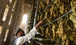 Un agriculteur afghan inspecte des grappes de raisin dans une salle de séchage, à Kaboul, le 5 octobre 2017