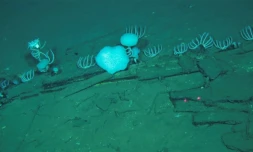 Photo prise par "Global TREnD, IDSSE" et diffusée le 10 juin 2026 montrant le plus grand cimetiÚre de baleines connu au monde, découvert par le submersible chinois Fendouzhe, à sept kilomÚtres de profondeur dans l'océan Indien