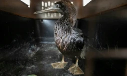 Un cormoran imbibé de pétrole attend d'être soigné au zoo Las Leyendas de Lima, le 20 janvier 2022