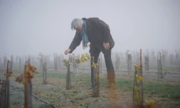 Une truffière à Chinon, dans l'ouest de la France, le 17 décembre 2016