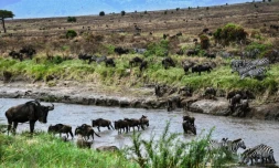 Des troupeaux de gnous et de zèbres, dans le parc national Serengeti (Tanzanie), le 17 juillet 2020