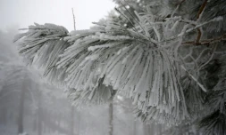De la neige en Corse, à Ghisoni, le 22 février 2018