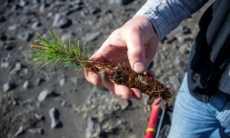 Adalsteinn Sigurgeirsson, directeur adjoint du Service forestier islandais, exhibe un plant d'arbre qui va ĂȘtre replantĂ© dans un champ de lave, le 21 mai 2019