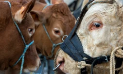 Des bovins au "Sommet de l'elevage" à Cournon-d'Auvergne, le 2 octobre 2019