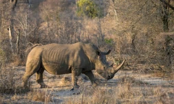Un rhinocéros blanc dans le parc national Kruger, en Afrique du Sud, le 20 août 2018