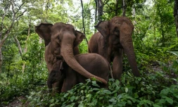 Dans un centre d'élevage et de sauvetage d'éléphants d'Asie à Xishuangbanna, dans la province du Yunnan dans le sud-ouest de la Chine, 20 juillet 2021