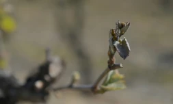Un bourgeon de vigne touché par un épisode de gel tardif le 9 avril 2021 à Parcay-Meslay, dans le centre de la France