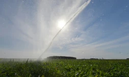 Un champ de betteraves irrigué à Saint-Georges-sur-Eure (Eure-et-Loir), le 13 août 2022