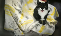 Le chat Marvis au refuge Mayhew, après avoir été recueilli, le 3 avril 2025 dans l'ouest de Londres 