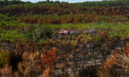 Un véhicule de pompiers au milieu d'une végétation en partie détruite par un incendie à Lège-Cap-Ferret, en Gironde, le 1er août 2026