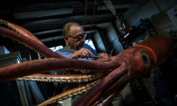 Le taxidermiste du Muséum d'histoire naturelle Christophe Gottini restaura un calamr le 12 mars 2019 à Paris