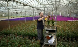 Un employé de Bransford Webbs Plant dans une serre de l'entreprise, près de Worcester, le 4 mai 2020