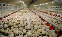 La consommation de poulet augmente en France, ce qui pose la question des sources d'approvisionnement et des conditions d'élevage