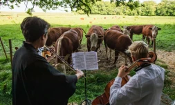 Un troupeau de vaches écoutent le violoncelliste Jacob Shaw (d) et la violoniste  Roberta Verna, jouer un morceau de musique classique dans la campagne à Stevns,  au Danemark le 15 juin 2021
