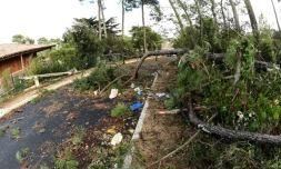 Arbres et pylĂŽne Ă©lectrique abattus dans une rue de Lacanau (sud-ouest ) aprĂšs le passage de la tempĂȘte AmĂ©lie, le 3 novembre 2019