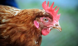 Un cas de grippe aviaire a été détecté dans une basse-cour en Dordogne 