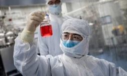 Un chercheur examine un flacon contenant des cellules d'un singe lors d'un test pour un vaccin expérimental contre le nouveau coronavirus dans un laboratoire de Sinovac Biotech, à Pékin le 29 avril 2020