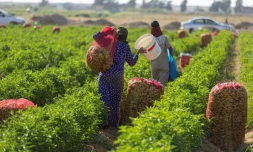 Des ouvriers agricoles récoltent des poivrons dans une ferme à al-Fachen, à 150 km au sud du Caire, le 13 juin 2022