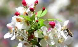 Une abeille butine une fleur de pommier en Californie, le 2 mars 2016 Ă La Canada Flintridge