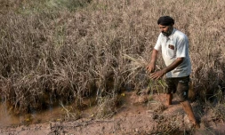 L'agriculteur Rakesh Kumar inspecte ses cultures, endommagées par les inondations, lors d'un entretien avec l'AFP dans le village de Lassia, dans l'Etat du Pendjab, le 11 septembre 2025 en Inde