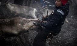Un des éleveurs samis attrape un renne, le 27 octobre 2016, près de Dikanäs, à 800 kilomètres de la capitale suédoise