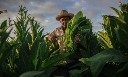 Un paysan cubain récolte des feuilles de tabac dans une plantation de San Juan y Martinez, le 24 février 2018 à Pinar del Río