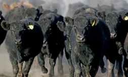 Un troupeau de boeufs de race angus, élevés dans le ranch La Constancia, à 130 km de Buenos Aires, en Argentine, le 11 mai 2005