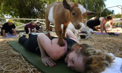 Adonna Ebrahimi, allongée sur son tapis de yoga, essaie de maintenir la position du cobra pendant qu'un chevreau se tient sur son dos