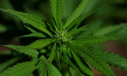 Un extrait de cannabis particulier soulagerait les douleurs lombaires chroniques, selon un essai clinique
