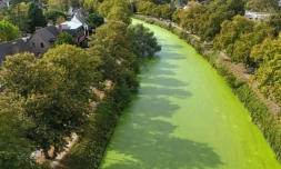 Les voies d'eau de Gand, en Belgique, envahies de lentilles d'eau, le 1er octobre 2026